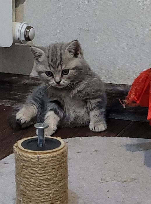 Продается котенок