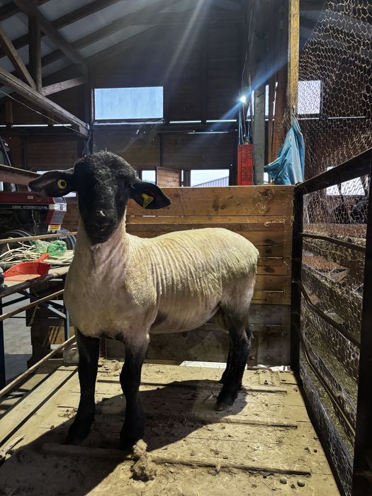 Berbecuti Suffolk pentru reproductie
