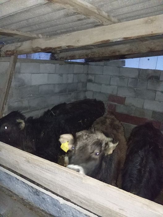 Продам бычков 8-9 месяцев