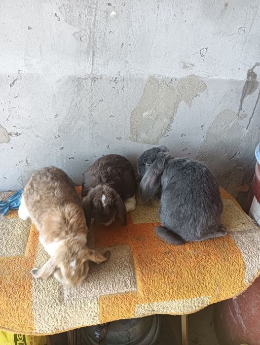 Vând iepuri  talie mare și mica