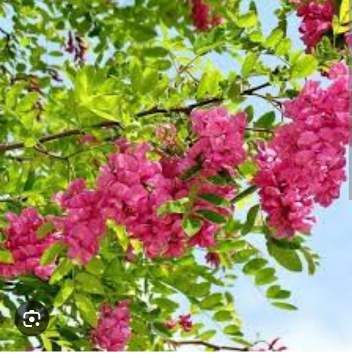 Акация розовая Робения