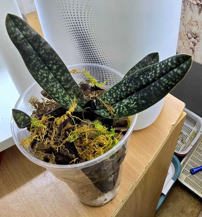 Орхидея пафиопедилум или венерин башмачок.