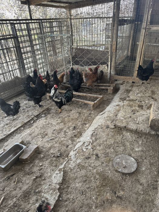 Жұмыртқа сатылады .