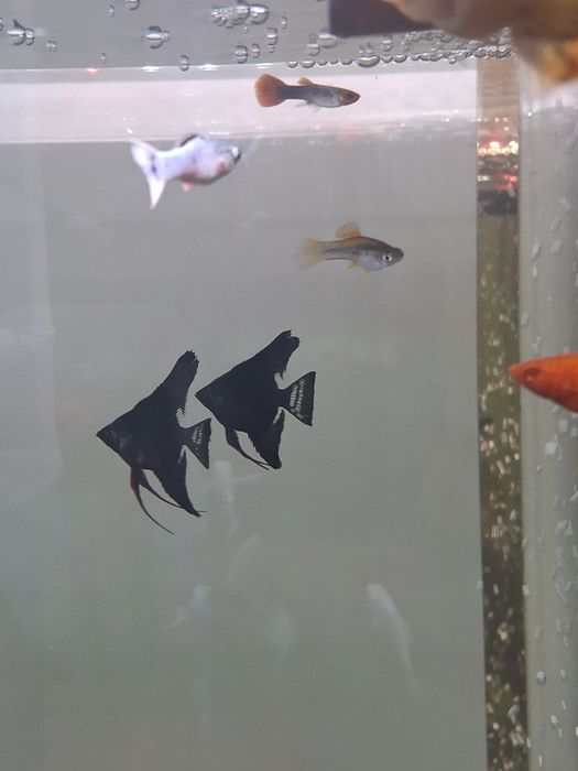 Скалярий 3шт черный бархат