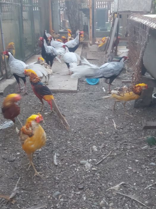 Fazani auriu pe roșu și galben