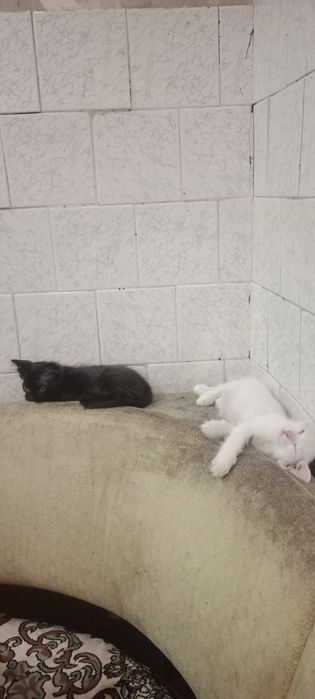 Отдам котят в хорошие руки