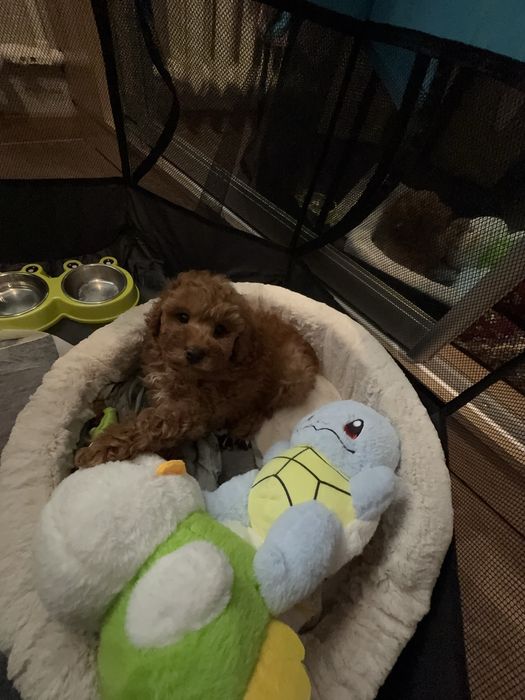 Той пудель, мальчик, цвет: абрикос