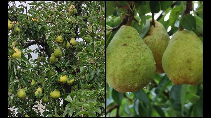 Pomi fructiferi Străvechi glia Strămoșească (Păr )