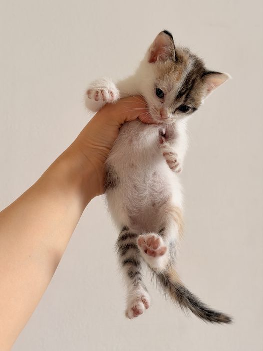 Отдаем котят