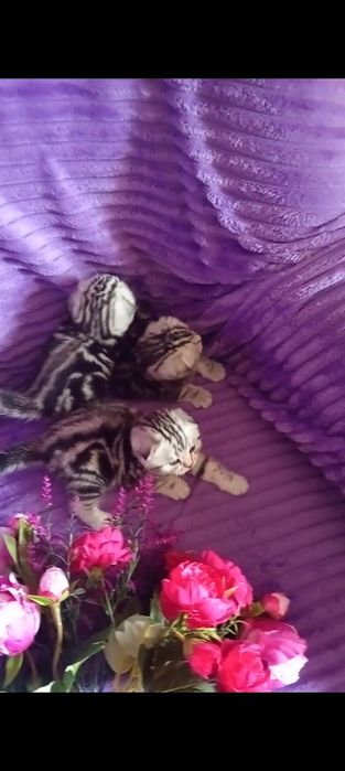 Продам шотландских котят с документами.
