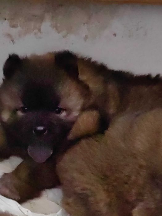 Чау-Чау малки кученца