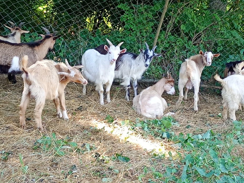 Vand iezi urgent!!
