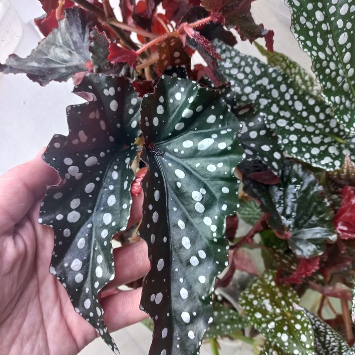 Тростниковые бегони .