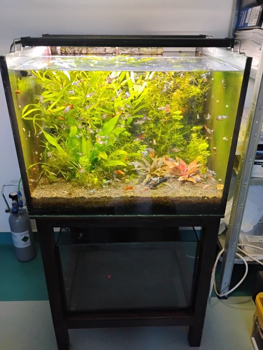 Acvariu complet  160 l din sticla de 10 mm