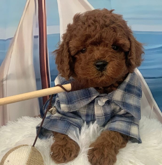 Пудел тийкъп /пудел той с родословие