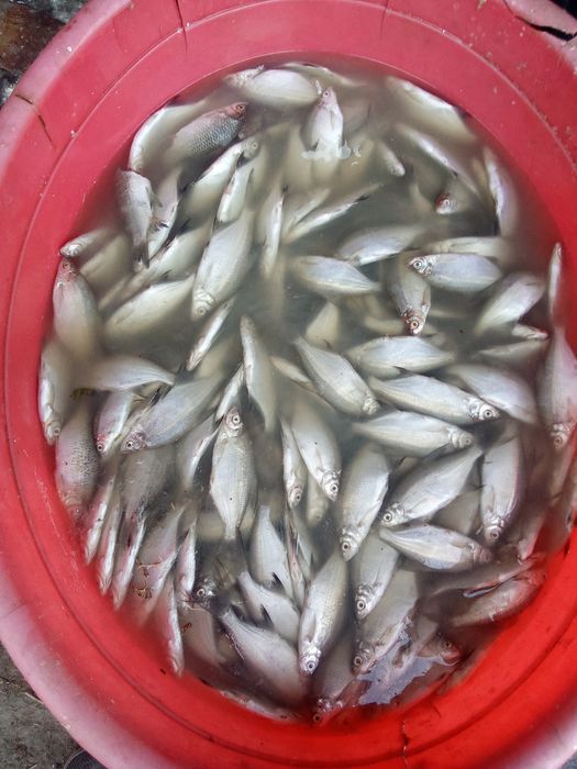 Toʻdakoʻl mayda baliqlar bor