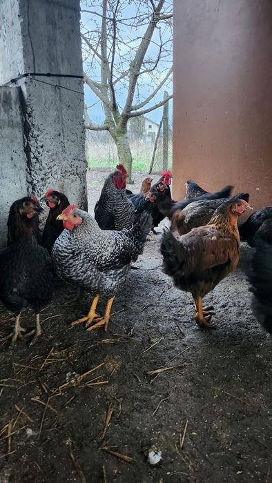 Петли супер харко на 5 месеца