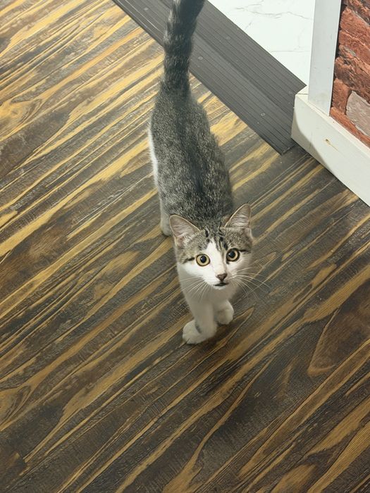 Отдаю котенка в доьрые руки