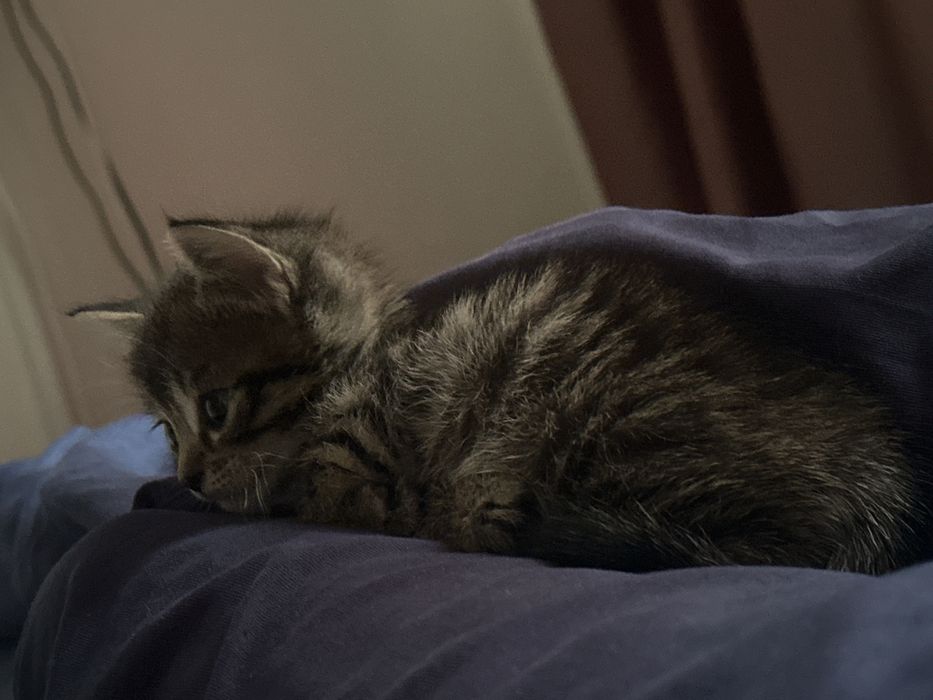 Шотландский котенок