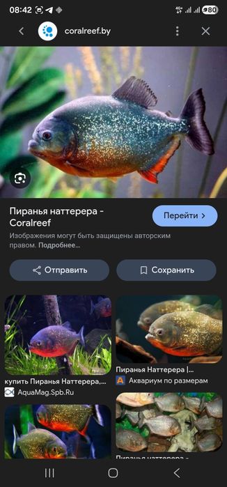 Peraniya nature naterera xishnik 2 ta bor soglom razmer 20 sm atrofida