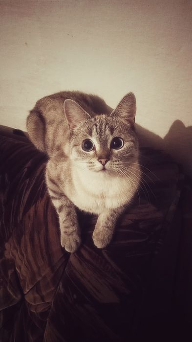 7-8 ай сүйкімді мысық