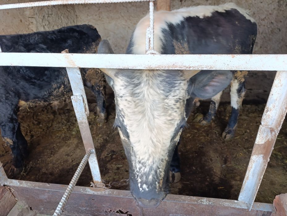 Бұқа, бычок , бык. 600к сатылады