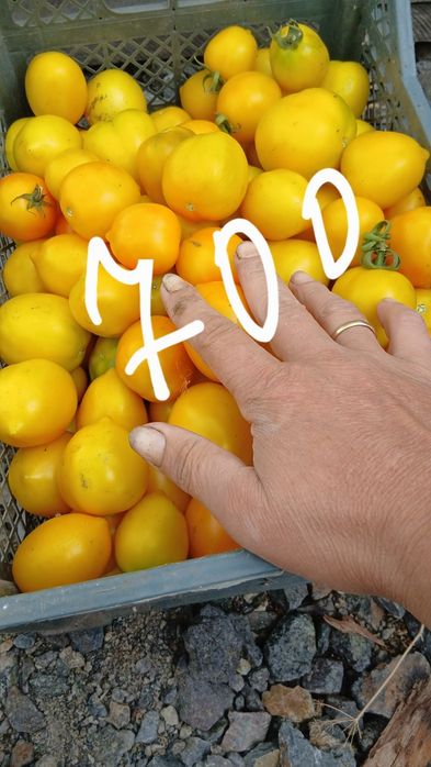 Продам домашние помидоры