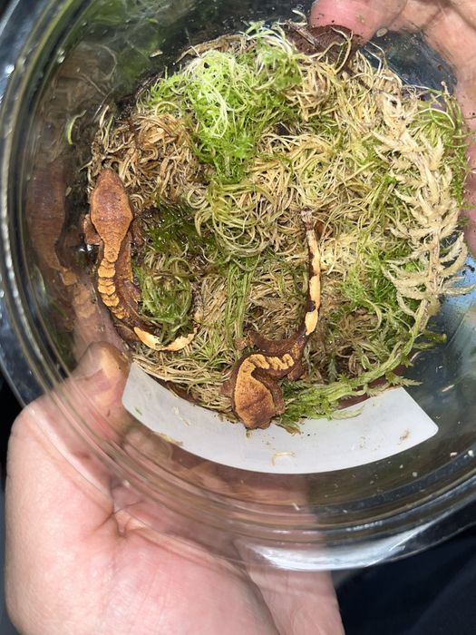 pui de crested gecko