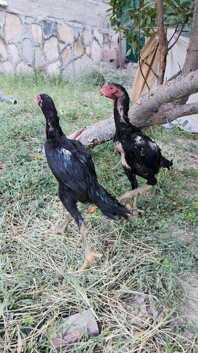 Kulangi dakan jôjalar