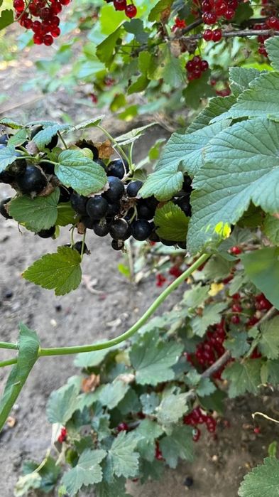 Продам дачный участок