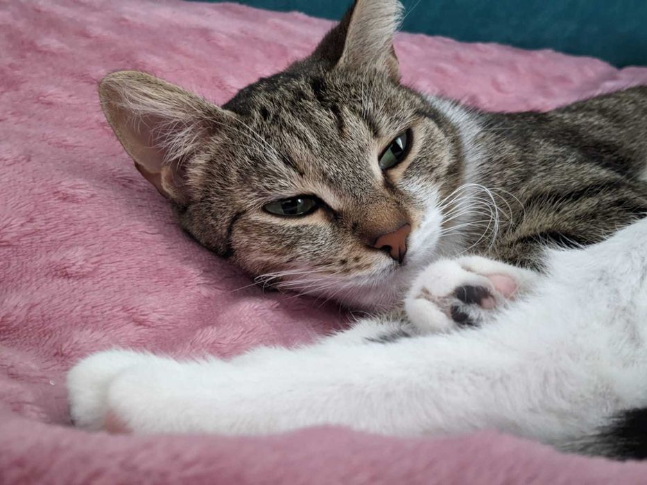 Отдадим в хорошие руки