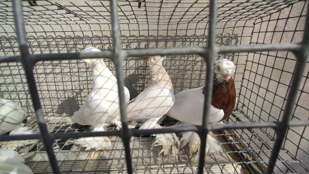 Голуби продаются