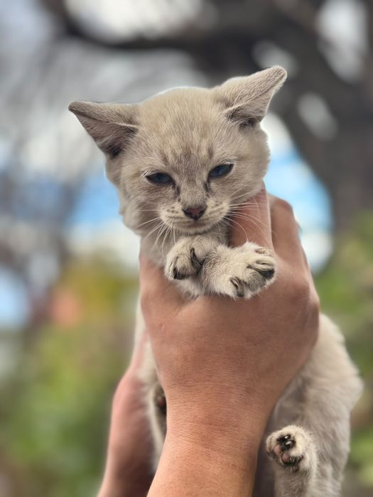 Котёнок в поисках дома