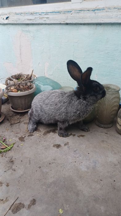 Продам кролиху и крола