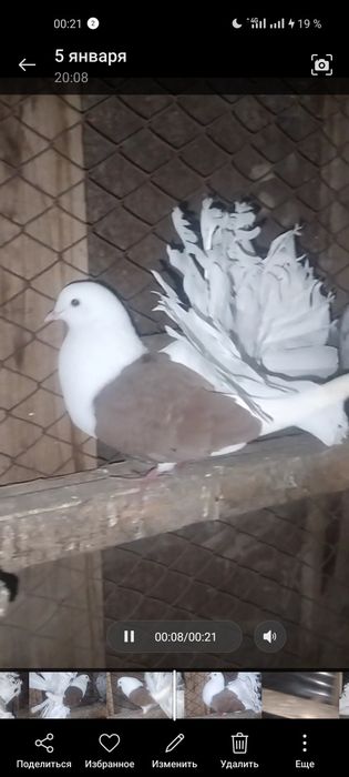 Голуби декоративные