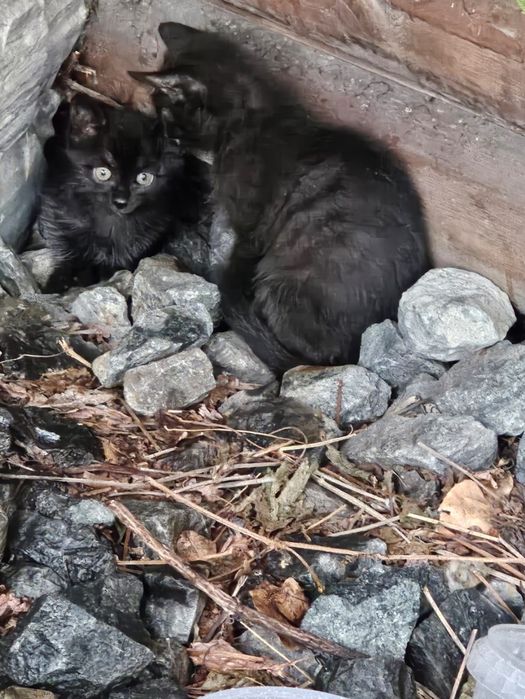 Отдам котёнка в добрые руки