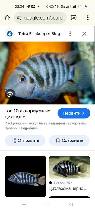 Аквариумные рыбки