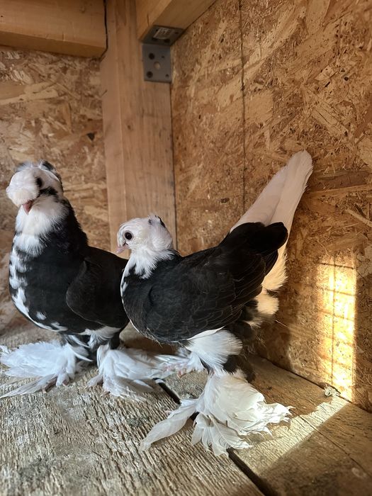 Două perechi scosi din pagi . Porumbeii au inceput sa manance singurei .