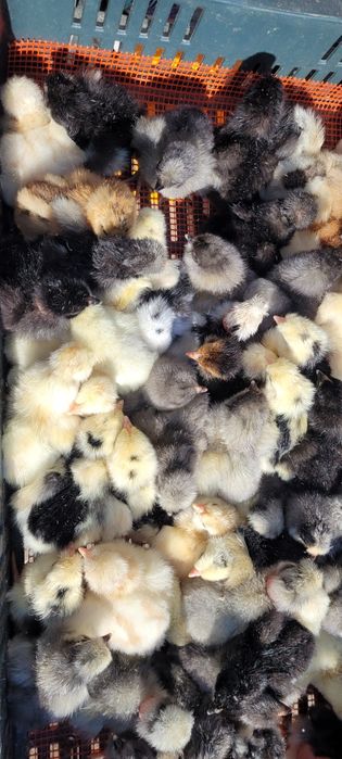 Pui de găină, pui de o zi.