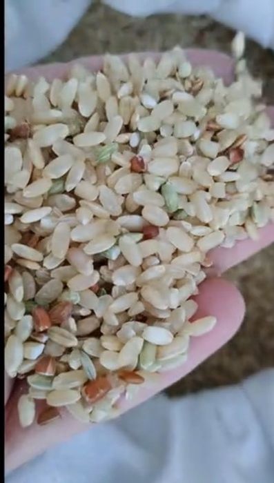 Семіз және шашы бар еркектер гей порно