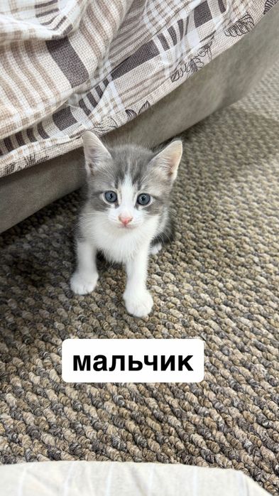 котята в хорошие руки