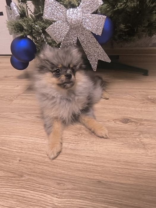 Продается девочка померанского шпица