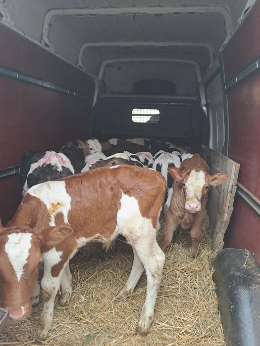 Aduc viței de rasă pe comandă dumneavoastră!!