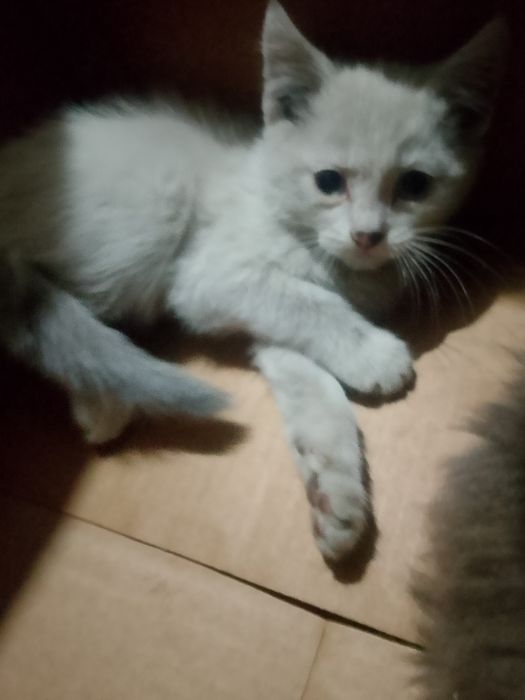 Отдам хороших игривых котят