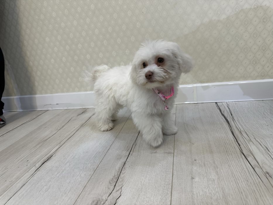 Бишон фризе щенки