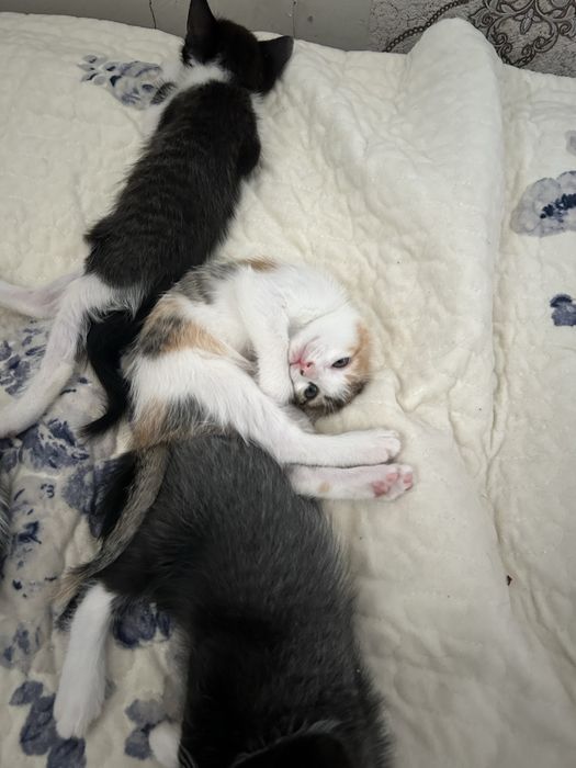 Отдам котят в хорошие руки