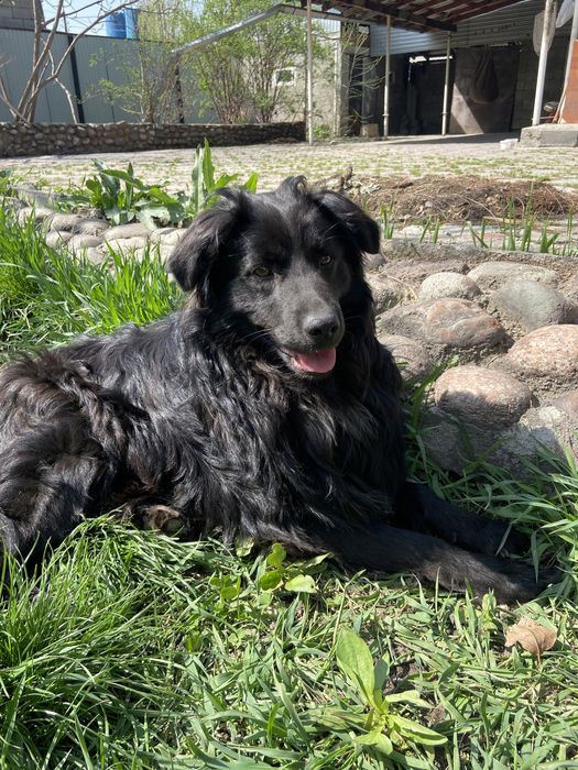 Оттадим в доьрые руки !