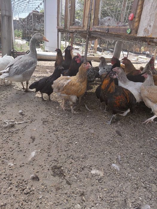 Продавам кокошки , ярки и зайци
