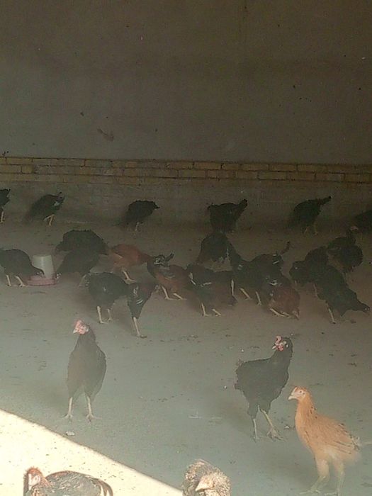 Саломалайкум 4 ойлик Жужалар сотилади бахоси 50 Минг  прифка килинган