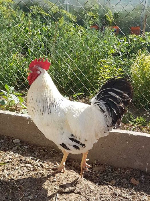 Продам  петуха на племя
